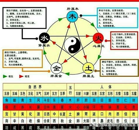 查金木水火土|金木水火土命查询表